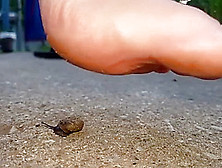 Barefoot Snail Crush