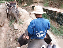 Elephant Riding In Thailand With Teen Couple Who Had Sex Afterwards