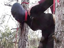 Bound Up To A Tree Public On Goddess Clothes,  Wearing Stockings And