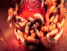 Blood Covers Maggots As They Bore And Eat