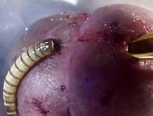 Morios Worms Eating Cock #2
