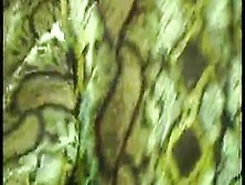Green Snake Spandex Magdi