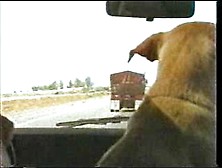 Truckstop Suck-A-Cock