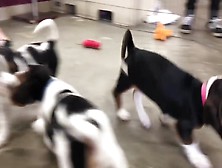 Puppies Running Together!