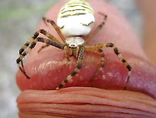 Wasp Spider Chewing On Cock