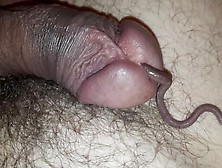 Big Worm Crawl In My Cock