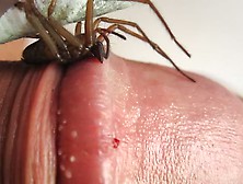 Spider Bites Head Of Cock Warning Beware
