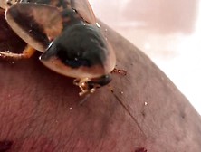 Cockroach Reaches Cock