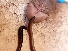Worm In Cock