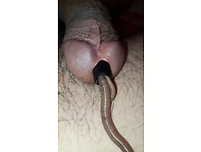 A Worm Is Hiding In My Cock