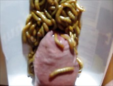 Mealwormplaying