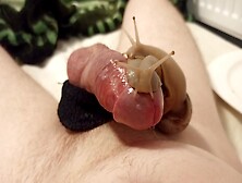 Ruined Hands Free Orgasm With 2 Snails On My Cock