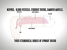 Small Documentary On Penis By Big Penis