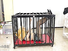 Asian Girl Caged And Box Hooded