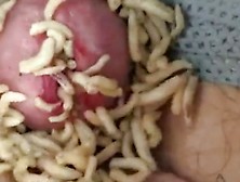 Maggots In Pee Hole