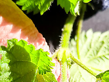 Close Up Nettles Cock Tease