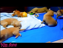 Cutest Puppies Playing!