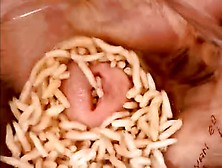 Maggots Go Deep And Full...  2