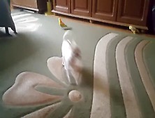Chihuahua Playing With Parrot)