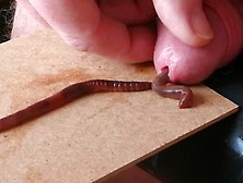 Big Fat Worms