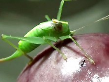 Grasshopper Chews On Cock