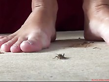 Stomped Crickets Penelope